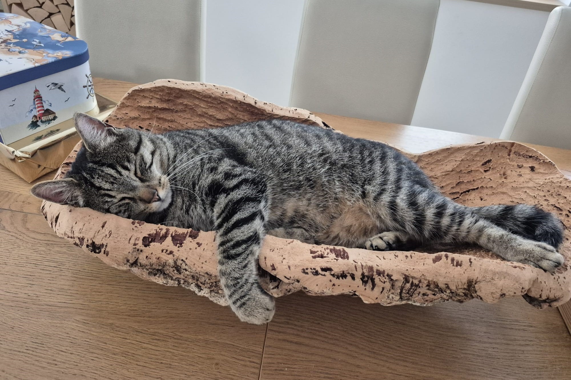 Entspannte Katze in unserer Korkschale